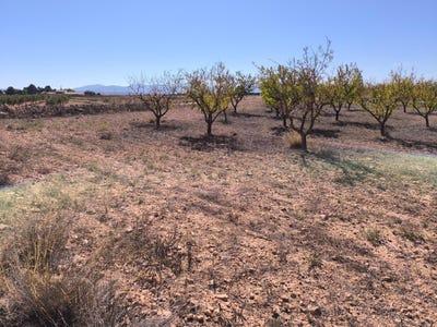 /international/es/pinoso-valencian-community-310102810547/