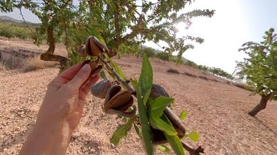 /international/es/monovar-valencian-community-310107292879/