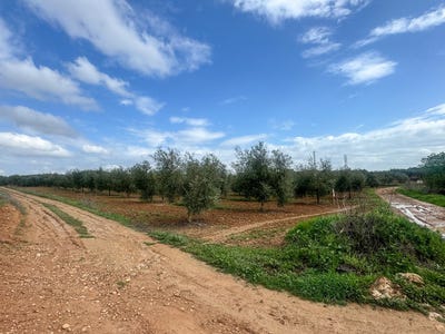 /international/es/mollina-andalusia-310106481743/
