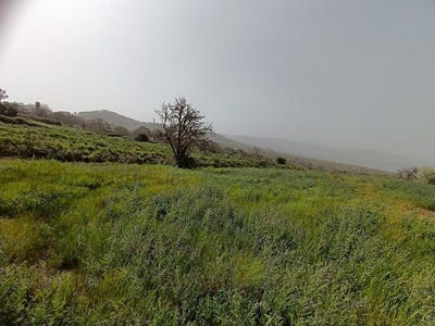 /international/es/matanza-de-acentejo-canary-islands-310101282202/