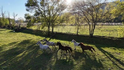/international/es/el-torno-extremadura-310102237770/