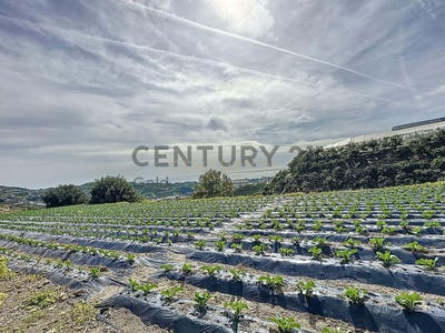/international/es/algarrobo-andalusia-310097820436/