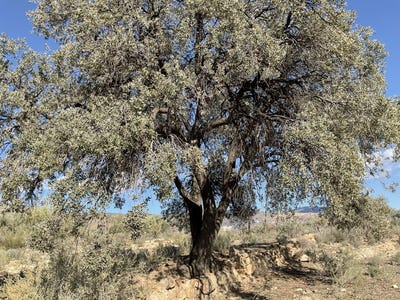 /international/es/padules-andalusia-310101275854/