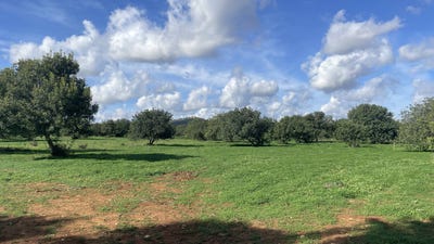 /international/es/53-diseminado-son-orellet-porreres-balearic-islands-310105010140/