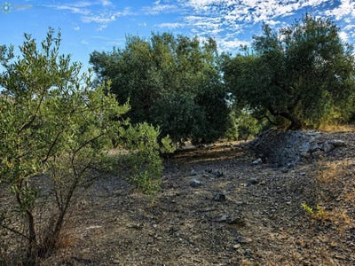 /international/es/l-atzubia-valencian-community-310110023416/