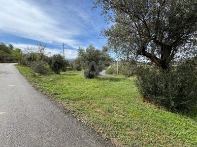 /international/es/carrer-de-sant-miquel-asco-catalonia-310104980875/