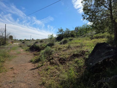 /international/es/diseminado-palmera-calasparra-region-of-murcia-310108369009/