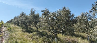 /international/es/poligono-39-parcela-251-lebrija-andalusia-310107322987/