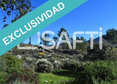 /international/es/acebo-extremadura-310101276687/
