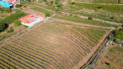/international/es/tacoronte-canary-islands-310101356032/
