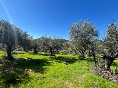 /international/es/zufre-andalusia-310106968941/