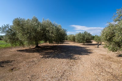 /international/es/santa-barbara-catalonia-310109131100/