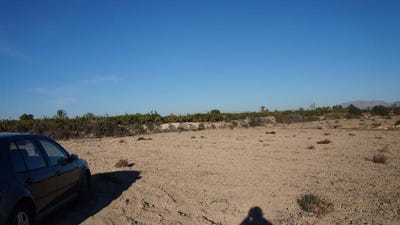 /international/es/elche-valencian-community-120086702955/