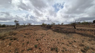 /international/es/pinoso-valencian-community-310106775999/