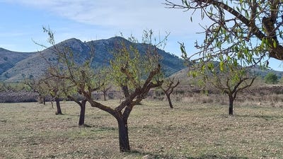 /international/es/hondon-de-las-nieves-valencian-community-310105648587/
