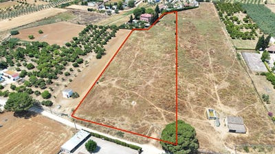 /international/es/olivares-andalusia-310100791067/