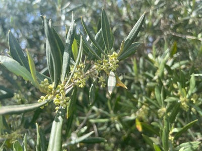 /international/es/velez-de-benaudalla-andalusia-310108045805/