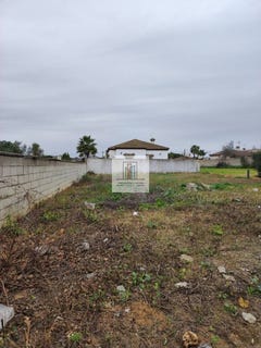 /international/es/rana-verde-chiclana-de-la-frontera-andalusia-310110419555/
