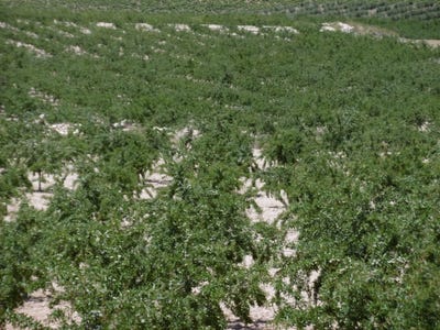 /international/es/yecla-region-of-murcia-310100739729/
