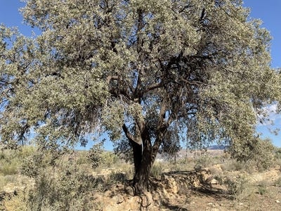/international/es/padules-andalusia-310101275854/