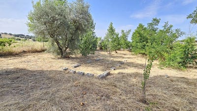 /international/es/hormigos-castile-la-mancha-310109201130/?lang=it
