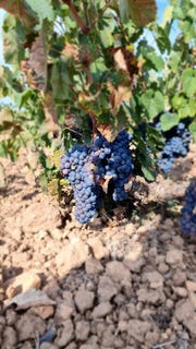 /international/es/pinoso-valencian-community-310100736771/