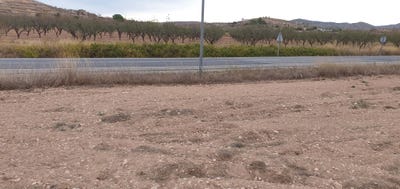 /international/es/pinos-el-pinoso-valencian-community-310101356182/