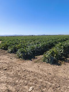/international/es/carretera-rm-f12-s-n-portimao-region-of-murcia-310105741253/