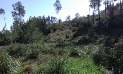 /international/es/carrer-del-senglar-olivella-catalonia-310106968543/