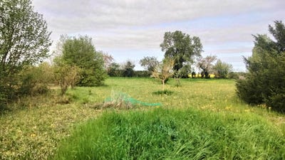 /international/fr/charrais-charente-310107772771/