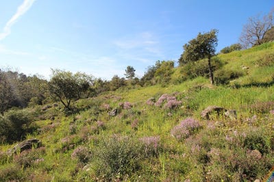/international/fr/roquefort-les-pins-provence-alpes-cote-d-azur-310107246147/