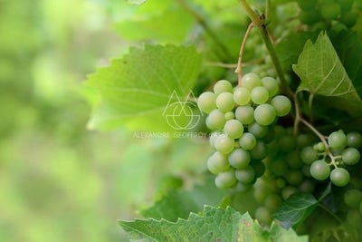 /international/fr/vouvray-centre-val-de-loire-310099891079/