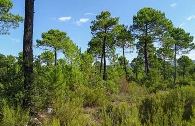 /international/fr/lanton-aquitaine-310100377695/