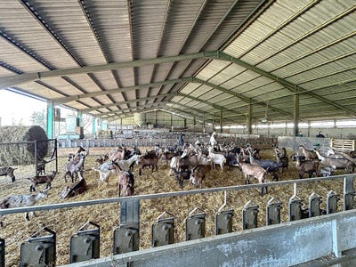 /international/fr/teillet-midi-pyrenees-310108132613/