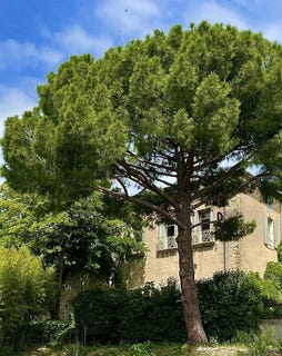 /international/fr/neffies-languedoc-roussillon-310108466305/