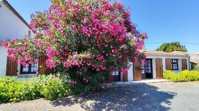 /international/fr/saint-denis-d-oleron-charente-310104863267/