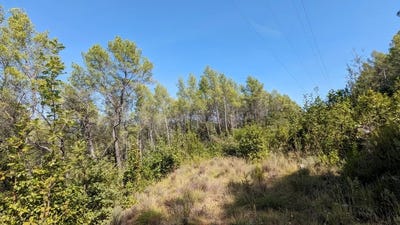 /international/fr/carces-provence-alpes-cote-d-azur-120080863286/