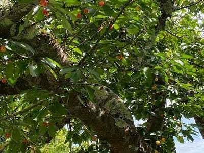 /international/fr/argagnon-aquitaine-310099090814/?lang=zh-tw