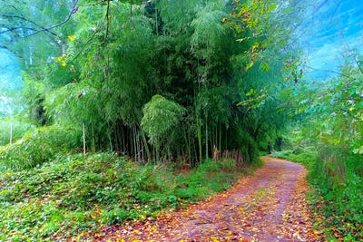 /international/fr/lescure-d-albigeois-midi-pyrenees-310107557754/