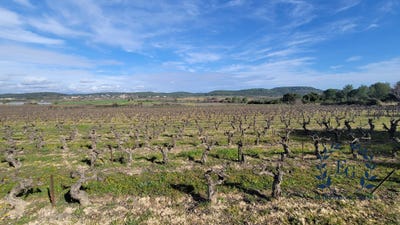 /international/fr/congenies-languedoc-roussillon-310101079039/