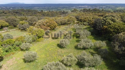 /international/fr/saint-siffret-languedoc-roussillon-310106935015/