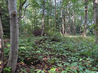 /international/fr/clairefontaine-en-yvelines-ile-de-france-310102295895/