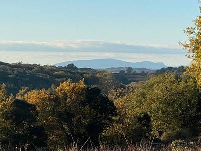 /international/fr/le-pin-languedoc-roussillon-310101386718/?lang=de