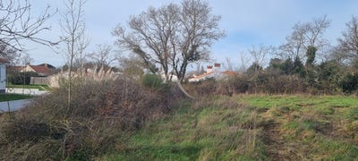 /international/fr/le-fenouiller-pays-de-la-loire-310104472389/