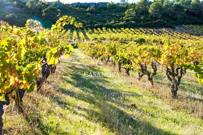 /international/fr/saint-chinian-languedoc-roussillon-310105538282/