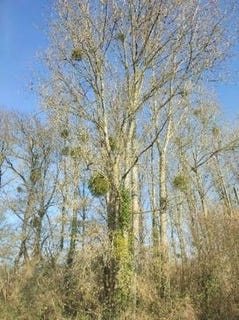 /international/fr/jublains-pays-de-la-loire-120098198402/