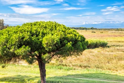 /international/fr/canet-en-roussillon-languedoc-roussillon-310119979999/