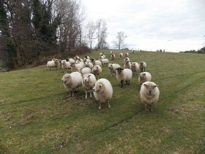 /international/fr/marval-limousin-120098600419/