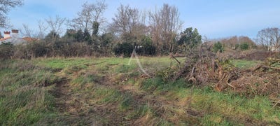 /international/fr/le-fenouiller-pays-de-la-loire-310104462808/