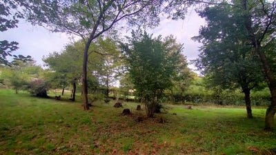 /international/fr/caillac-midi-pyrenees-310106748550/